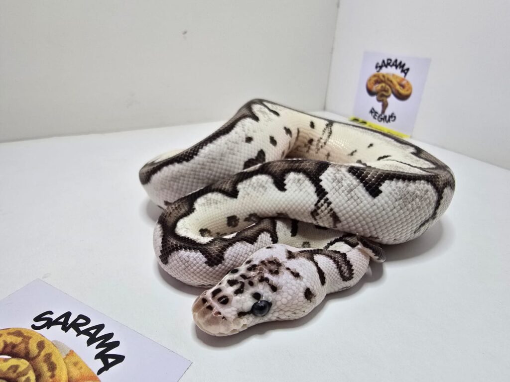 Clown Axanthin VPI Pastel S.Blade