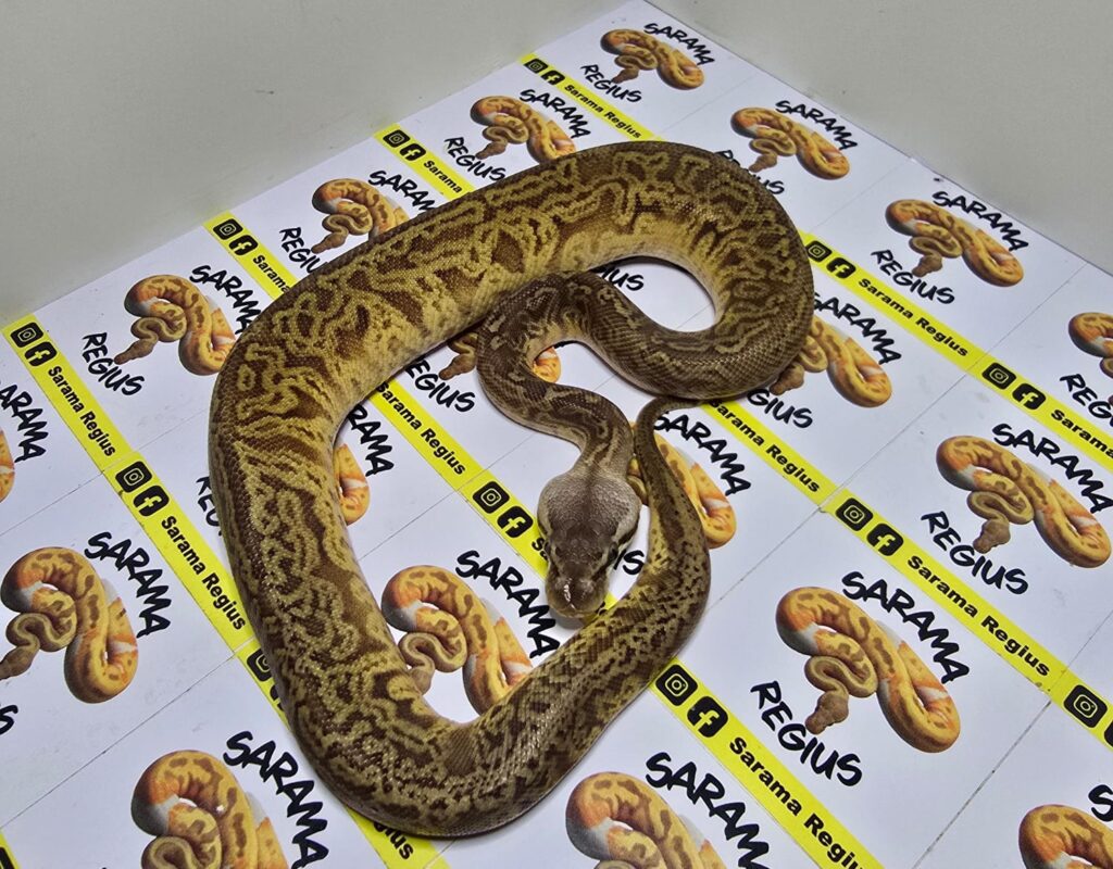 Sunset HT Clown Spodnose Pastel Leop