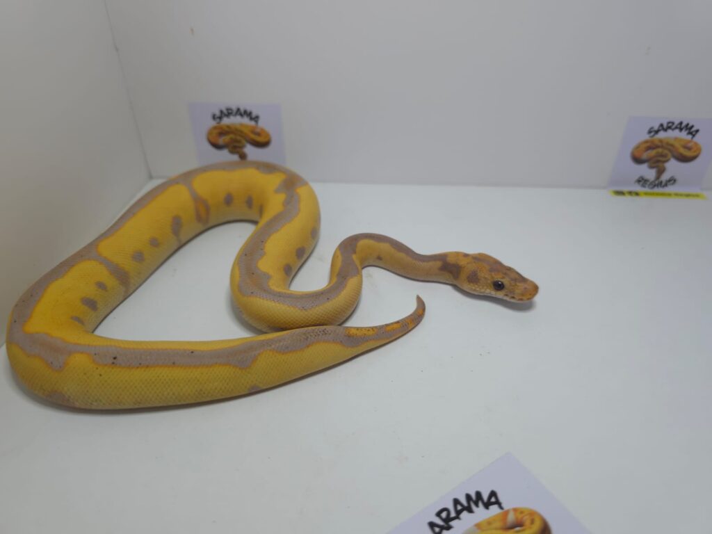 Banana Blade Leop BT Clown