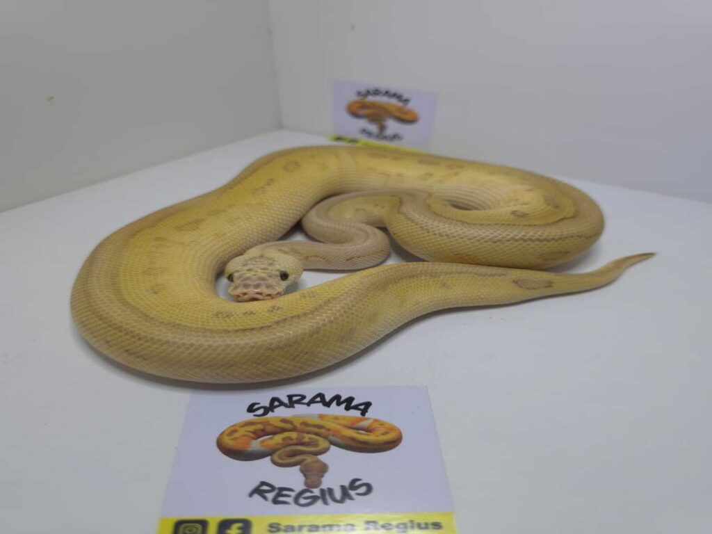 Pastel Lesser Leop fire clown