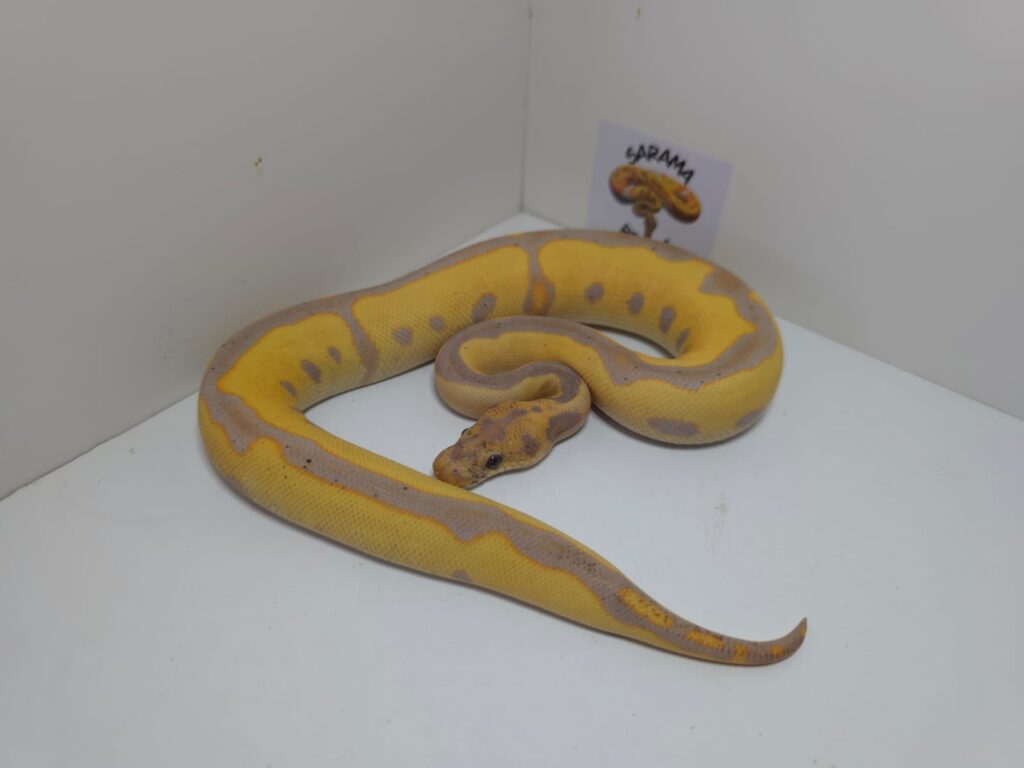 Banana Blade Leop BT Clown