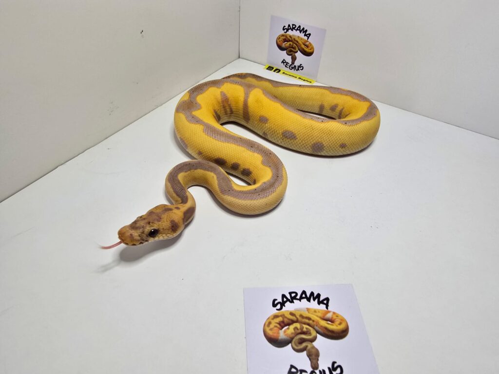 Banana Blade Leop BT Clown