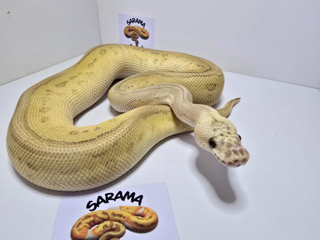 Pastel Lesser Leop fire clown