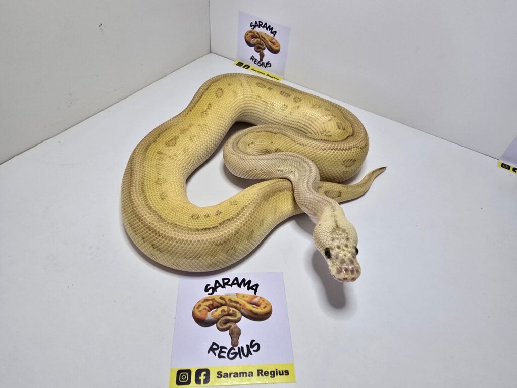 Pastel Lesser Leop fire clown