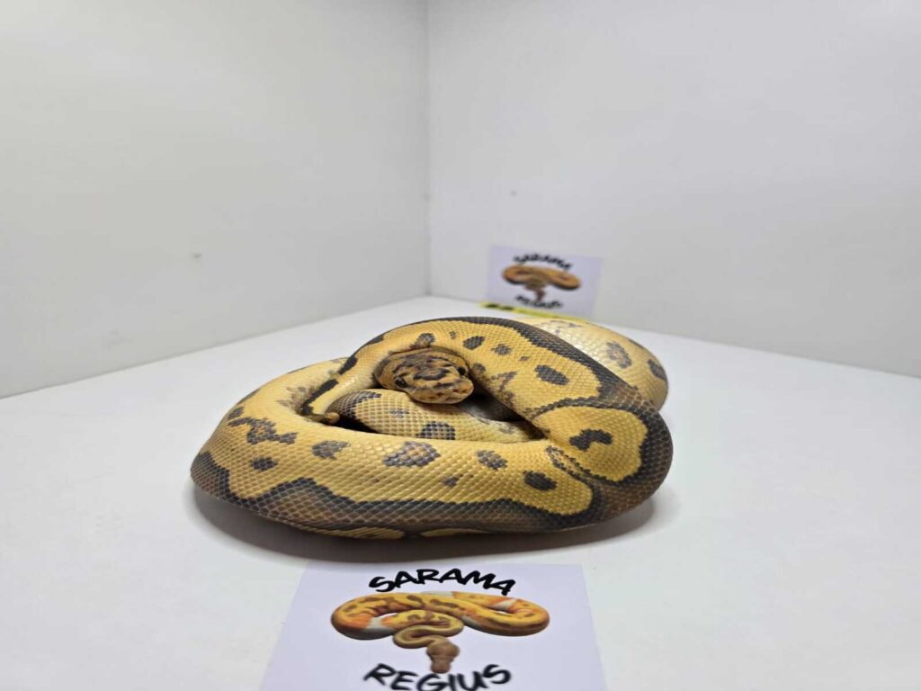 Clown Hypo het Albino
