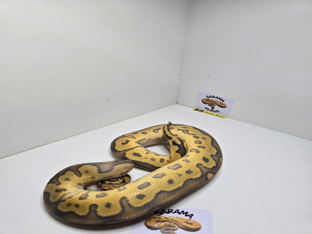 Clown Hypo het Albino