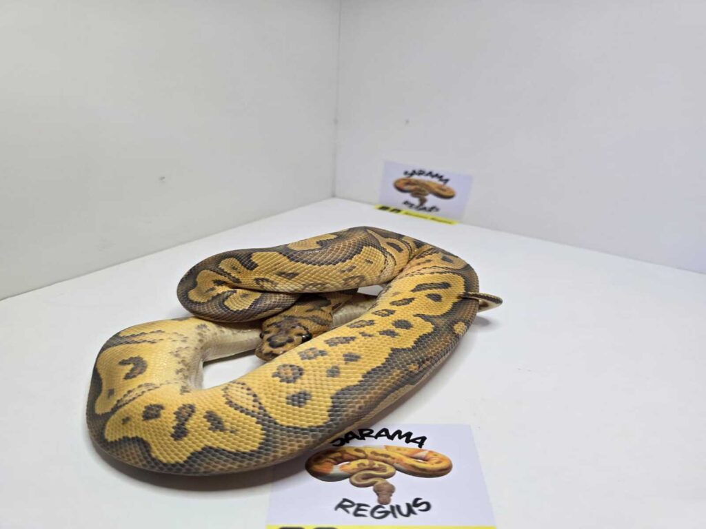 Clown Hypo het Albino