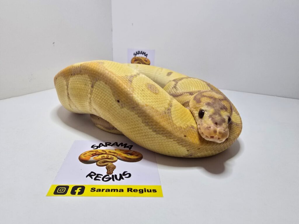 Coral Glow Clown DH DG Hypo