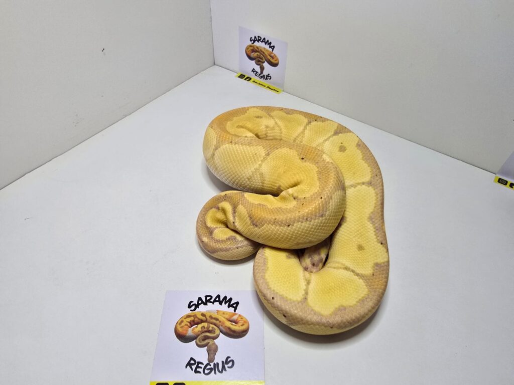 Coral Glow Clown DH DG Hypo