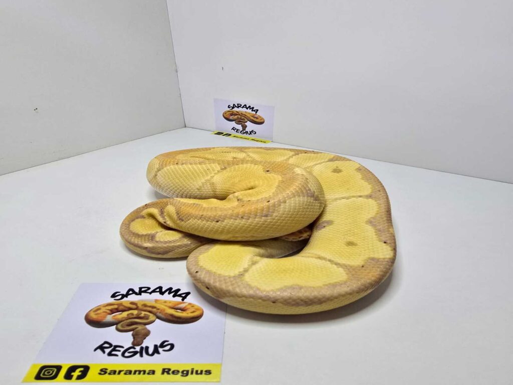 Coral Glow Clown DH DG Hypo