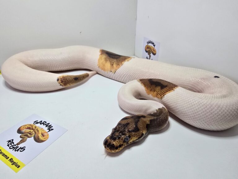 Pied Clown Het Albino