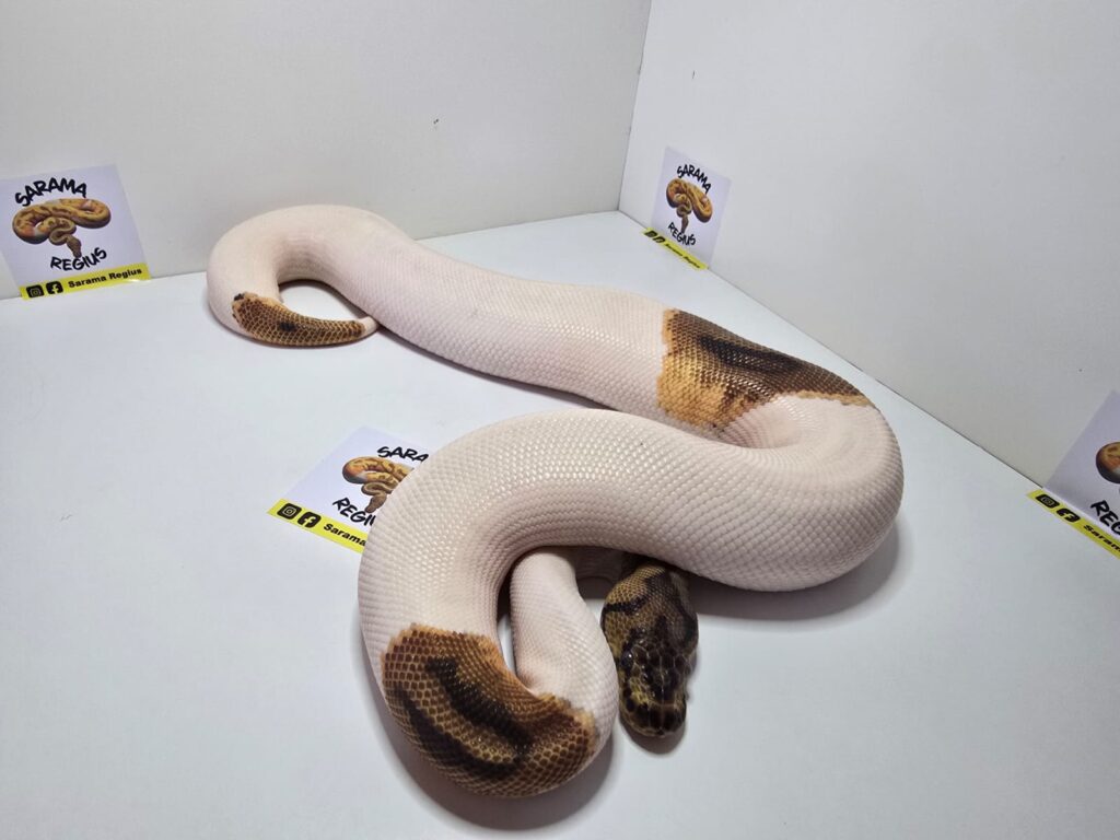 Pied Clown Het Albino