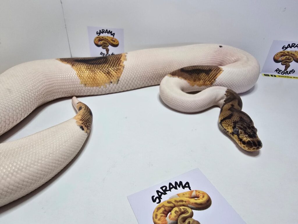 Pied Clown Het Albino