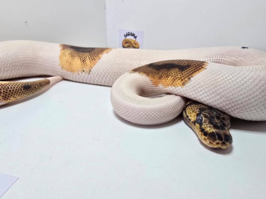 Pied Clown Het Albino