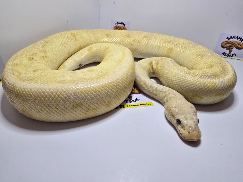 Banana Clown Enchi Pastel
