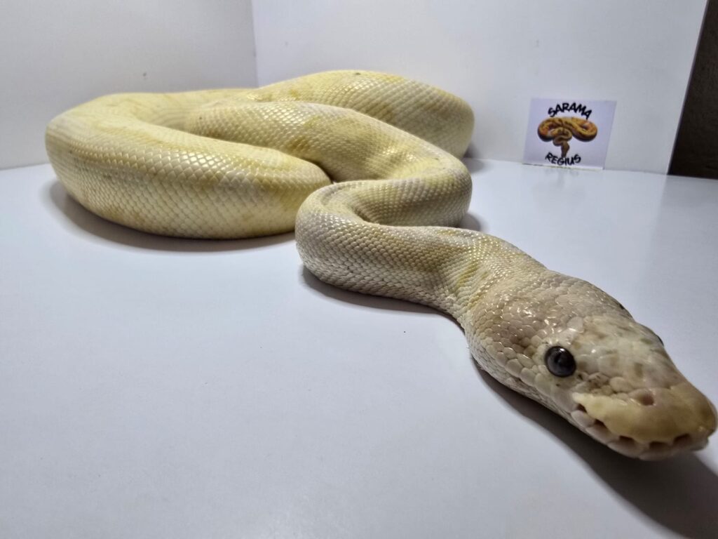 Banana Clown Enchi Pastel