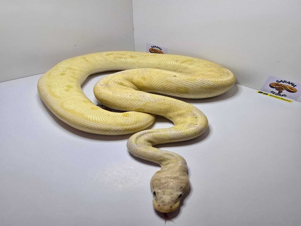 Banana Clown Enchi Pastel