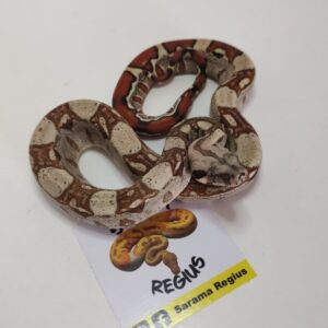 1.0 Boa Jungle Summit Pastel