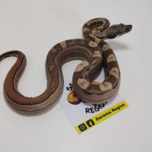 1.0 Boa Motley Jungle Summit Pastel