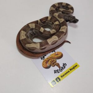 0.1 Boa Motley Jungle Summit Pastel