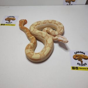 0.1 BOA SHARP PASTEL MOTLEY SUNGLOW Poss %HET ANERY