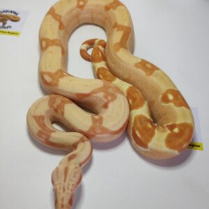 0.1 BOA  SHARP SUNGLOW HEMBRA