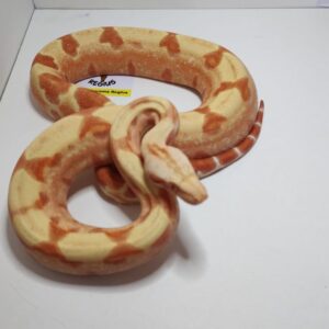 0.1 BOA KHAL SUNGLOW HET LEOPARD POS HET ANERY