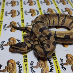 0.1 Spider Leop Psstel enchi