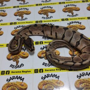 0.1 spider Black pastel pos enchi