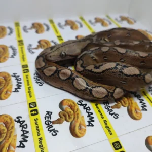 1.0 MOTLEY HET WHITE