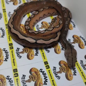 0.1 MOTLEY SUNFIRE HET WHITE