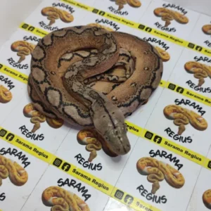 1.0 MOTLEY HET HET WHITE