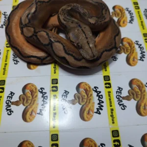 0.1 MOTLEY SUNFIRE HET WHITE