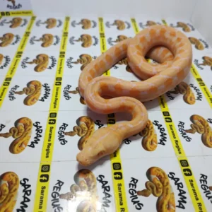 0.1 MOTLEY WHITE