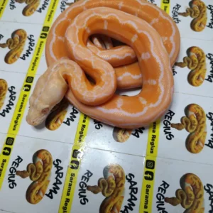 0.1 MOTLEY WHITE