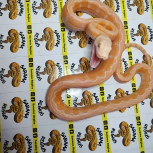 0.1 MOTLEY WHITE