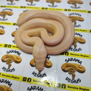 1.0 ULTRA IVORY HET WHITE POSS MOTLEY SUNFIRE