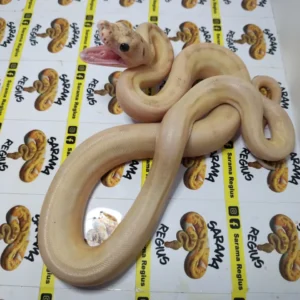 1.0 ULTRA IVORY HET WHITE POSS MOTLEY SUNFIRE