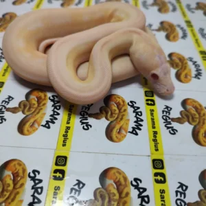 0.1 ULTRA IVORY WHITE POSS MOTLEY SUNFIRE