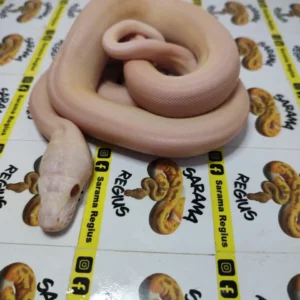1.0 ULTRA IVORY WHITE POSS MOTLEY SUNFIRE