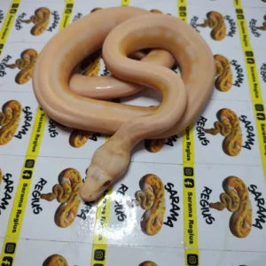 1.0 ULTRA IVORY HET WHITE POSS MOTLEY SUNFIRE