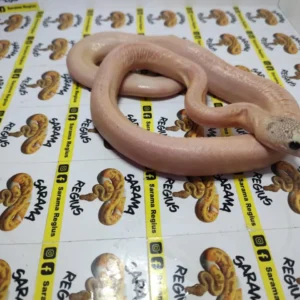 1.0 ULTRA IVORY HET WHITE POSS MOTLEY SUNFIRE