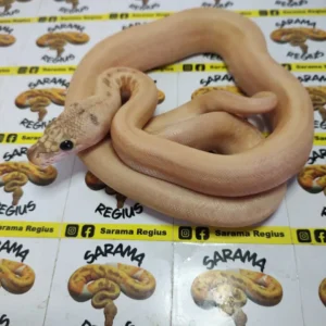 1.0 ULTRA IVORY HET WHITE POSS MOTLEY SUNFIRE