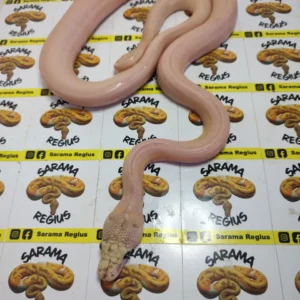 0.1 ULTRA IVORY HET WHITE POSS MOTLEY SUNFIRE