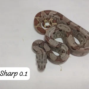 0.1 Hypo het Sharp