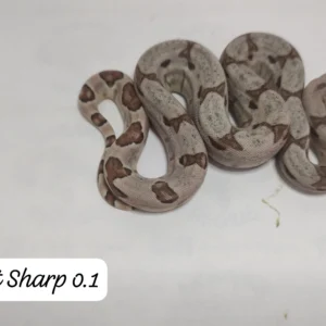 0.1 Hypo het Sharp