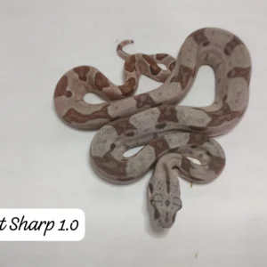 1.0 Hypo Het Sharp