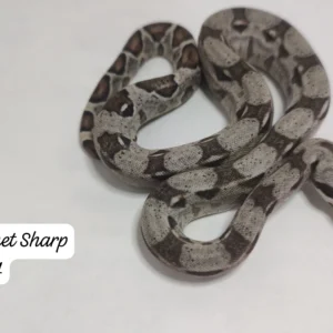 0.1 Nominal het Sharp