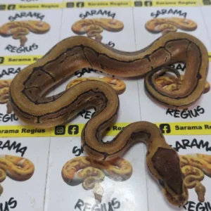Pinstripe het Albino