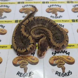 Pinstripe Leop Het Albino